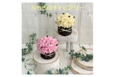 AJ222-1 プリザーブドフラワー みもざの木　春日部市シュガーパイン