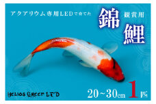 アクアリウム専用LEDで育てた観賞用錦鯉(20cm～30cm)(BN041)