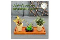 プリザーブドフラワー　ミニ盆栽・ミニ観葉植物　３個セット　春日部市　シュガーパイン(AJ238)