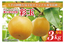 【数量限定】新井さんが作った春日部甘熟梨（彩玉）3kg（CA003）