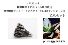 お部屋の癒し　観葉植物「アガベ（小島白刺）」と植物育成ライト「ヘリオスグリーンLED（ヴィンテージ）」の2点セット（BN012-1）