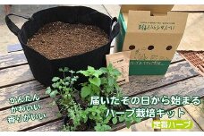 定番ハーブ ハーブ フレッシュハーブ 栽培キット 料理 スパイス 家庭菜園
