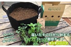 キッチンハーブ ハーブ フレッシュハーブ 栽培キット 料理 スパイス 家庭菜園 
