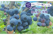 ブルーベリー 狩り 体験 30分 1名につき1キロまで プレゼント 栽培期間中 農薬不使用 ブルーベリー狩り ブルーベリー摘み フルーツ 果物 フルーツ狩り 果物狩り お手軽 イベント 7月 8月 夏休み 子ども 旅行 家族 お土産   埼玉県 羽生市