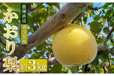 【 予約受付 】 梨 かおり梨 約 3kg （5~8玉） 9月中旬より順次出荷予定 令和7年度産 梨爺が作ったうんめ～「かおり梨」 香り梨 香梨 ナシ フルーツ 果物 くだもの スイーツ 甘味  国産 秋梨 和梨 期間限定 数量限定 