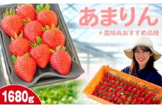 【事前受付】いちご あまりん +農場長おすすめ品種 1680g (280g×6P)  苺 食べ比べ イチゴ ストロベリー 産地直送 ご当地 果物 くだもの フルーツ デザート 食品 冷蔵 げんき農場 埼玉県 羽生市