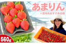 【事前受付】いちご あまりん +農場長おすすめ品種 560g (280g×2P)  苺 食べ比べ イチゴ ストロベリー 産地直送 ご当地 果物 くだもの フルーツ デザート 食品 冷蔵 げんき農場 埼玉県 羽生市