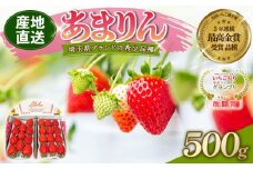 【予約】あまりん 500g 全国いちご選手権 3年連続最高金賞 (250g×2P) いちご 苺 ストロベリー 産地直送 ご当地 果物 くだもの フルーツ デザート 食品 冷蔵 ロコファーム 埼玉県 羽生市