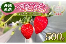【予約】 べにたま 埼玉限定品種 500g いちご イチゴ 苺 ストロベリー 産地直送 ご当地 果物 くだもの フルーツ デザート 食品 スイーツ 冷蔵 ロコファーム 埼玉県 羽生市