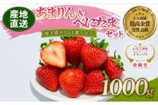 【予約】 あまりん べにたま 食べ比べ セット 1000g いちご 苺 ストロベリー 産地直送 ご当地 果物 くだもの フルーツ デザート 食品 冷蔵 ロコファーム 埼玉県 羽生市