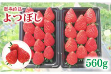 【事前受付】いちご よつぼし 約560g （ 約280g × 2P ） いちご 苺 ストロベリー 産地直送 ご当地 果物 くだもの フルーツ デザート 食品 冷蔵 げんき農場 埼玉県 羽生市