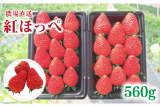 【事前受付】いちご 紅ほっぺ 約560g （ 約280g × 2P ） いちご 苺 ストロベリー 産地直送 ご当地 果物 くだもの フルーツ デザート 朝どれ 完熟 食品 冷蔵 げんき農場 埼玉県 羽生市