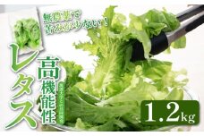 高機能性 レタス 無農薬 1.2kg グリーンオーク 産地直送 高機能性野菜 水耕栽培 新鮮 健康 弁当 フードロス ダイエット ベジタブル ヴィーガン ベジタリアン アイクス 埼玉県 羽生市 