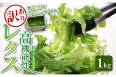 訳あり 高機能性 レタス 無農薬 1kg グリーンオーク 産地直送 高機能性野菜 水耕栽培 新鮮 健康 弁当 フードロス ダイエット ベジタブル ヴィーガン ベジタリアン アイクス 埼玉県 羽生市 