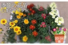 No.043 季節の花苗おまかせセット 20～24ポットをお届け 送料無料