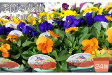 No.102 季節の花苗 パンジー～よく咲くスミレ～ 24個セット 色はミックス おまかせ 送料無料