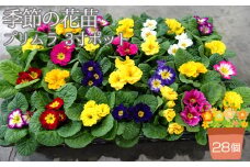 No.132 季節の花苗 プリムラ 3寸ポット 28個セット（プリムラ ジュリアン／プリムラ ポリアンサ）  