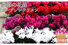 No.149 季節の花苗 ガーデンシクラメン 24個セット  