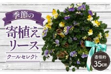 No.148 【季節の寄植えリース】クールセレクト＊花工房すなが＊直径35cm（リース土台：直径28cm）　リボンピック付き　種類・色はおまかせ　寄せ植え　送料無料