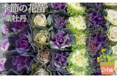 No.044 季節の花苗 葉牡丹（ハボタン） 24個セット 色と種類はミックス おまかせ 送料無料