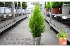 No.045 クリスマスツリーにぴったり ゴールドクレスト 6～7号鉢 コニファー 鉢植え