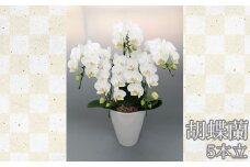 No.178 胡蝶蘭5本立（小輪～中輪系）  