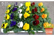 No.046 季節の花苗 パンジー 24個セット 色はミックス おまかせ 送料無料