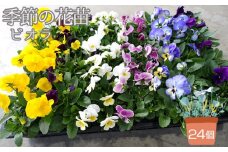No.047 季節の花苗 ビオラ 24個セット 色はミックス おまかせ 送料無料