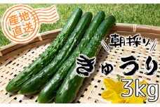 No.517 【産地直送】シャキッと朝採れきゅうり　3kg ／ キュウリ 胡瓜 野菜 採れたて 新鮮 埼玉県