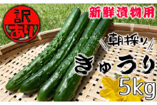 No.518 【訳あり】朝採れ新鮮漬物用きゅうり　5kg ／ キュウリ 胡瓜 野菜 漬け物 埼玉県