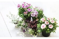 ＜6か月定期便＞花のある暮らしで心もハッピー。季節の寄せ植え6ヵ月コース　【11218-0061】