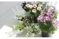 ＜10カ月定期便＞花のある暮らしで心もハッピー。季節の寄せ植え10ヵ月コース　【11218-0062】