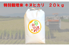 特別栽培米　キヌヒカリ　20kg　【11218-0222】