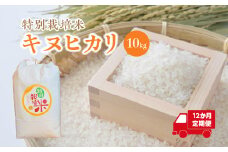 【12か月定期便】特別栽培米　キヌヒカリ　10kg＜全120kg＞　【11218-0224】