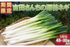 吉田さんちの深谷ネギ　【11218-0388】