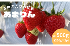 〈先行受付〉吉田さんちの完熟苺「あまりん」　500g　【11218-0846】
