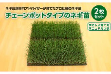 深谷産ネギ苗 チェーンポットタイプ 2枚1セット（ホワイトスター＆初夏扇2号）【約900本】　【11218-0872】