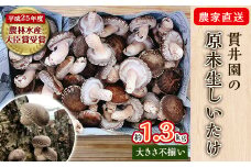 ＜訳あり＞生産者直送! 貫井園の原木生しいたけ サイズおまかせ　約1.3kg【1369008】