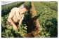炭栽培の達人の三枝さん。野菜への情熱は誰にも負けません。