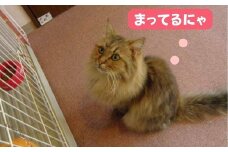 TVで話題沸騰！猫カフェ ニャンシー体験チケット