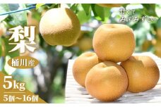 桶川産の梨　5kg【1423786】