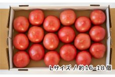 トマト 詰め合わせ 桃太郎はるか Lサイズ(約16個～18個) 約計4kg | とまと ﾄﾏﾄ 桃太郎 大玉トマト 産直 農家直送 マイルド 酸味が少ない 野菜 フレッシュ 健康 季節野菜 季節限定 国産 新鮮 野菜 北本産 関東 旬のトマト トマトファーム 加藤義明とまと農園 埼玉県 北本市