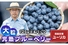 国産大粒ブルーベリー 高級品種ユーリカ 125g×4パック | 国産 大粒 生ブルーベリー 新鮮 フレッシュ 小分け とれたて くだもの ぶるーべりー 贈答 ギフト プレゼント 化粧箱 産直 旬 食べ比べ 完熟 お取り寄せ 農家 直送 デザート フルーツ こだわり 初夏 果物 北本産 金子果樹園 埼玉県 北本市
