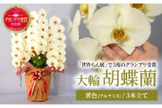 胡蝶蘭 黄色 アルテミス 大輪 3本立て | 花 お花 大輪胡蝶蘭 こちょうらん コチョウラン 蘭 洋蘭 花 贈答 開店祝い ギフト 贈り物 プレゼント 御祝 お祝い 開業祝い 新築祝い 引越し祝い 結婚祝い 出産祝い 内祝い 昇進祝い 誕生日 結婚記念日 記念日 母の日 父の日 敬老の日 お中元 お歳暮 仏事 国分寺洋蘭園 埼玉県 北本市