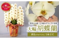 【先行予約】胡蝶蘭 黄色 アルテミス 大輪 3本立て | 花 お花 大輪胡蝶蘭 こちょうらん コチョウラン 蘭 洋蘭 花 贈答 開店祝い ギフト 贈り物 プレゼント 御祝 お祝い 開業祝い 新築祝い 引越し祝い 結婚祝い 出産祝い 内祝い 昇進祝い 誕生日 結婚記念日 記念日 母の日 父の日 敬老の日 お中元 お歳暮 仏事 国分寺洋蘭園 埼玉県 北本市