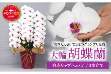 胡蝶蘭 白色赤リップ ヘルメス 大輪 3本立て | 花 お花 大輪胡蝶蘭 こちょうらん コチョウラン 蘭 洋蘭 花 贈答 開店祝い ギフト 贈り物 プレゼント 御祝 お祝い 開業祝い 新築祝い 引越し祝い 結婚祝い 出産祝い 内祝い 昇進祝い 誕生日 結婚記念日 記念日 母の日 父の日 敬老の日 お中元 お歳暮 仏事 国分寺洋蘭園 埼玉県 北本市