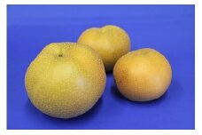 0010-006 富士見市産の梨（彩玉）【オンライン決済限定】