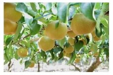0010-004  富士見市産の梨（幸水）【オンライン決済限定】