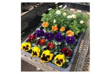 0010-039 季節の花苗セット