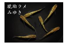 0050-002 メダカ「琥珀ラメみゆき」3ペア